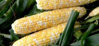 Linguine with Corn and Sage Recipe Photo: Linguine with Corn and Sage