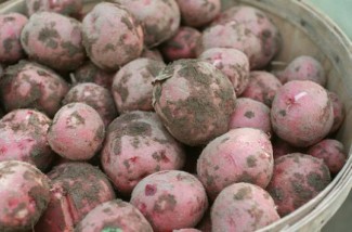 Recipe Photo: Herb-Roasted Red Potatoes