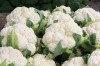 Recipe Photo: Gratin of Cauliflower and Potatoes